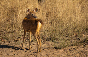 Young Sambar Deer  (Rusa unicolor) Tadoba National Park, India