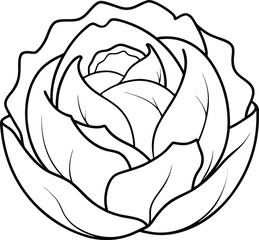 Cabbage outline coloring book page line art  
