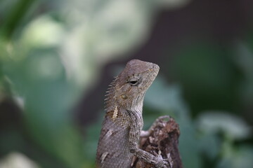 Chameleons on green plant. It is a reptile animal. It is an animal of the  Chamaeleonidae family. Its other name chamaeleons. This animal is master at changing colors.