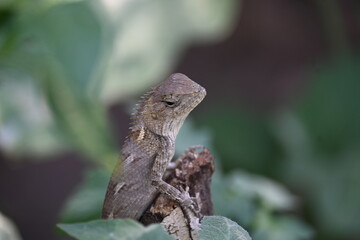 Chameleons on green plant. It is a reptile animal. It is an animal of the  Chamaeleonidae family. Its other name chamaeleons. This animal is master at changing colors.