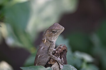 Chameleons on green plant. It is a reptile animal. It is an animal of the  Chamaeleonidae family....