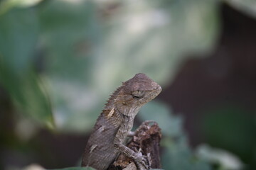 Chameleons on green plant. It is a reptile animal. It is an animal of the  Chamaeleonidae family. Its other name chamaeleons. This animal is master at changing colors.