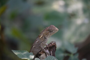 Chameleons on green plant. It is a reptile animal. It is an animal of the  Chamaeleonidae family....