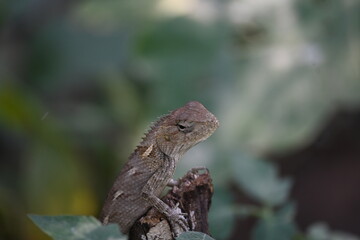 Chameleons on green plant. It is a reptile animal. It is an animal of the  Chamaeleonidae family. Its other name chamaeleons. This animal is master at changing colors.