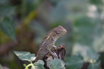 Chameleons on green plant. It is a reptile animal. It is an animal of the  Chamaeleonidae family....