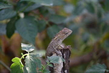 Chameleons on green plant. It is a reptile animal. It is an animal of the  Chamaeleonidae family....
