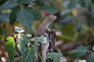 Chameleons on green plant. It is a reptile animal. It is an animal of the  Chamaeleonidae family. Its other name chamaeleons. This animal is master at changing colors.