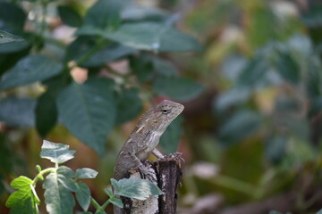Chameleons on green plant. It is a reptile animal. It is an animal of the  Chamaeleonidae family. Its other name chamaeleons. This animal is master at changing colors.