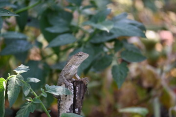 Chameleons on green plant. It is a reptile animal. It is an animal of the  Chamaeleonidae family. Its other name chamaeleons. This animal is master at changing colors.