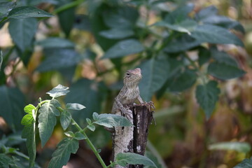 Chameleons on green plant. It is a reptile animal. It is an animal of the  Chamaeleonidae family. Its other name chamaeleons. This animal is master at changing colors.