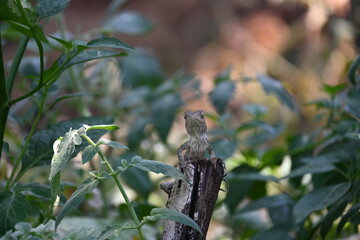 Chameleons on green plant. It is a reptile animal. It is an animal of the  Chamaeleonidae family. Its other name chamaeleons. This animal is master at changing colors.