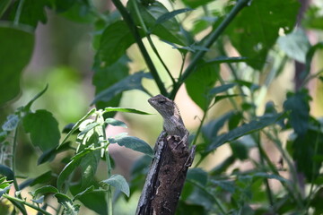 Chameleons on green plant. It is a reptile animal. It is an animal of the  Chamaeleonidae family....