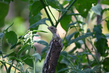 Chameleons on green plant. It is a reptile animal. It is an animal of the  Chamaeleonidae family. Its other name chamaeleons. This animal is master at changing colors.