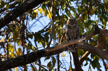 Mottled Wood Owl (Strix ocellata) sitting on a branch in Tadoba National Park, India