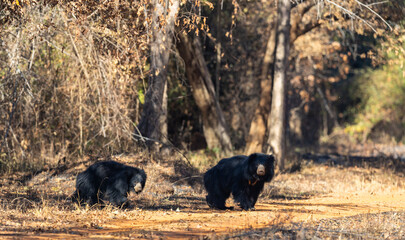 Mother and baby wild sloth bear (Melursus ursinus) in Tadoba National Park, India