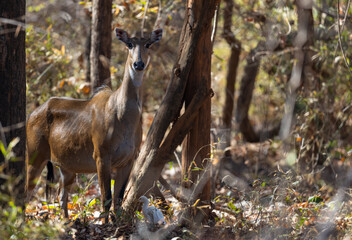 Female Sambar Deer  (Rusa unicolor) Tadoba National Park, India