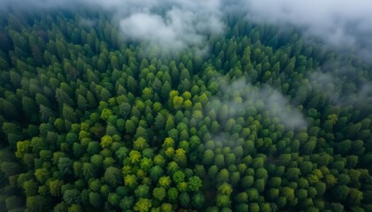 Aerial View Lush Green Forest Foggy Morning Nature Trees sky art calm mist image photo drone birds  