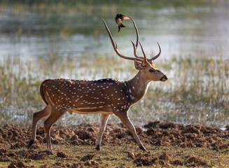 Buck or male spotted deer (Axis axis) walking along a pond with bird approaching in Tadoba National Park in India