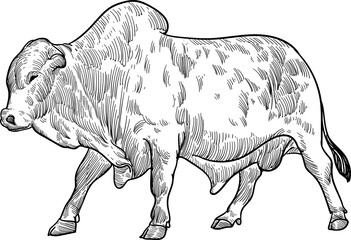 hand drawn artwork sketch of boran bull