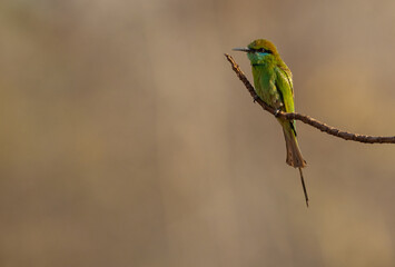 Asian green bee-eater (Merops orientalis), also known as little green bee-eater, and green bee-eater resting on a branch in Tadoba National Park, India