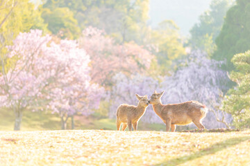 奈良公園　茶山園地の枝垂れ桜と鹿　１