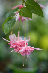 フクシア　ペティージ