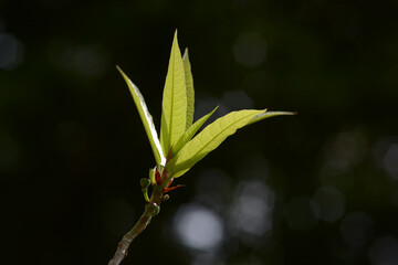 イヌビワ　若葉