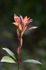 新芽　赤い若葉