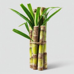 Fototapeta premium Bundle of sugarcane stalks tied on white background