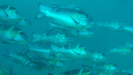 School of humpnose big-eye bream  swimming over coral reef of Bali © Hans Gert Broeder