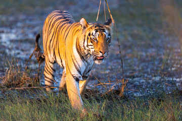 Beautiful Bengal Tiger (Panthera tigris tigris) in the wild coming out of the water in the Tadoba ...