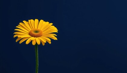 Single Yellow Flower Against Dark Background