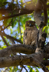 Buffy Fish-Owl (Ketupa ketupu) sitting on a branch in Tadoba National Park, India