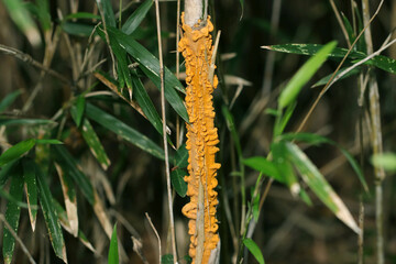 竹や笹に発生する黄褐色のさび病菌「メダケ赤衣病菌」