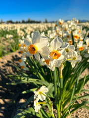 Obraz premium Daffodils in Focus