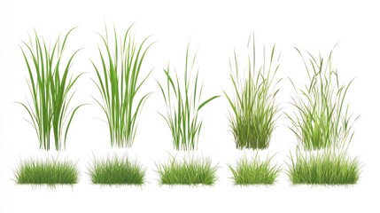 Obraz premium Collection of Diverse Grass Tufts and Blades: Realistic Green Foliage Isolated on White Background, Ideal for 3D Modeling and Digital Design Projects