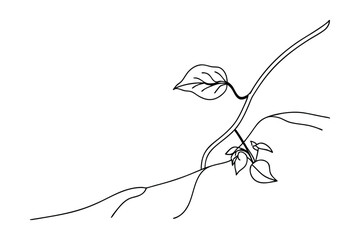 Botanical Vine Illustration Minimalist Line Art Simple Plant Drawing Graphic Design Element