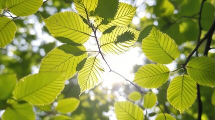 Sunlit leaves, forest canopy, spring growth, nature background, website banner