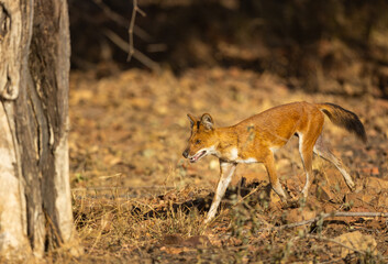Cute dhole (Cuon alpinus) or Indian Wild Dog in Tadoba National Park, India