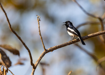 Oriental magpie-robin (Copsychus saularis) resting on a branch in Tadoba National Park, India