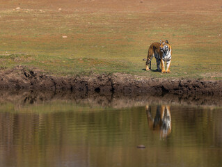 Beautiful Bengal Tiger (Panthera tigris tigris) with reflection in the wild in the Tadoba  National...