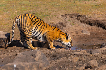 Beautiful Bengal Tiger (Panthera tigris tigris) with reflection in the wild drinking from a water...