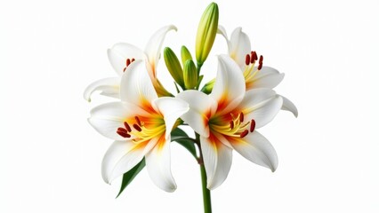 Fototapeta premium Elegant White Lilies Isolated On White