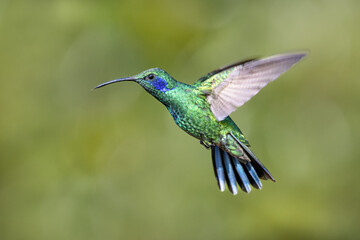 The lesser violetear, Colibri cyanotus, in flight