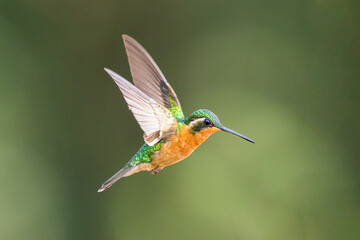The purple-throated mountaingem, Lampornis calolaemus, in flight