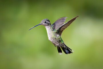 The Talamanca hummingbird or admirable hummingbird, Eugenes spectabilis