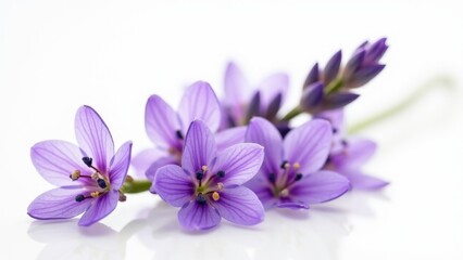 Obraz premium Lilac Flower Isolated on White Background