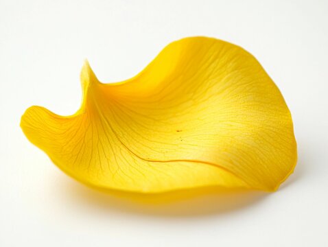 Yellow Rose Petal