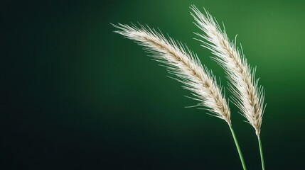 Obraz premium Isolated grass stalk moving in wind, dramatic closeup, minimalist style