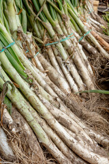 Freshly harvested calcots with dirt and roots, stacked in bunches,long spring onions